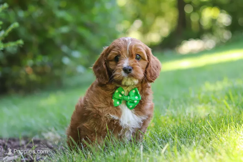 Adin – Cavapoo puppy for sale in Sugarcreek, OH