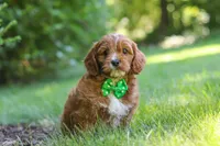 Adin, a male Cavapoo for sale in Sugarcreek, OH – 1 of 7