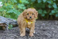 Emmie, a female Cavapoo for sale in Sugarcreek, OH – 3 of 8