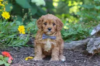 Max, a male Cavapoo for sale in Sugarcreek, OH – 4 of 7