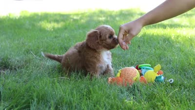 Zack, a male Cavapoo for sale in Sugarcreek, OH – 8 of 8