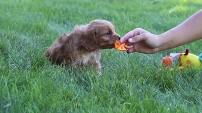 Brett, a male Cavapoo for sale in Sugarcreek, OH – 7 of 7