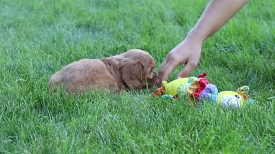 Emmie, a female Cavapoo for sale in Sugarcreek, OH – 8 of 8