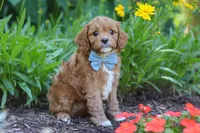 Seth, a male Cavapoo for sale in Sugarcreek, OH – 2 of 6