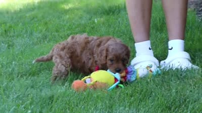 Abby, a female Cavapoo for sale in Sugarcreek, OH – 8 of 8