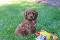 Abby, a female Cavapoo for sale in Sugarcreek, OH – 5 of 8