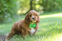 Adin, a male Cavapoo for sale in Sugarcreek, OH – 2 of 7