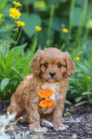 Brett, a male Cavapoo for sale in Sugarcreek, OH – 2 of 7