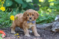 Max, a male Cavapoo for sale in Sugarcreek, OH – 2 of 7