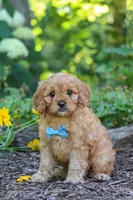 Nick, a male Cavapoo for sale in Sugarcreek, OH – 6 of 7