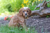 Princess, a female Cavapoo for sale in Sugarcreek, OH – 4 of 7