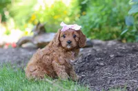Abby, a female Cavapoo for sale in Sugarcreek, OH – 3 of 8