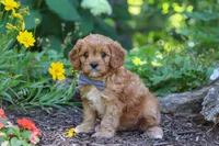 Max, a male Cavapoo for sale in Sugarcreek, OH – 1 of 7