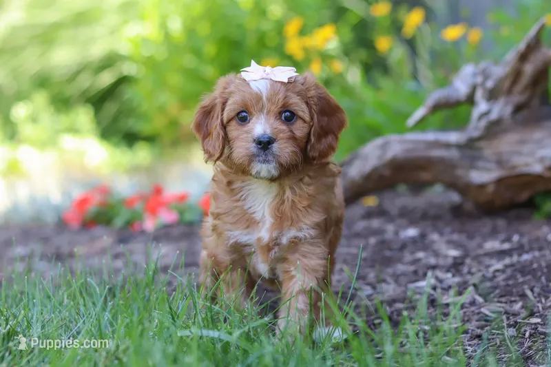 Princess – Cavapoo puppy for sale in Sugarcreek, OH