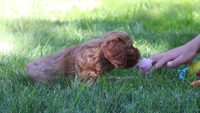 Princess, a female Cavapoo for sale in Sugarcreek, OH – 7 of 7
