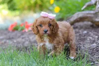 Jana, a female Cavapoo for sale in Sugarcreek, OH – 2 of 7