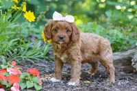Layla, a female Cavapoo for sale in Sugarcreek, OH – 3 of 6