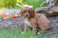 Jana, a female Cavapoo for sale in Sugarcreek, OH – 6 of 7