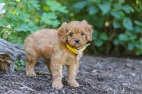 Emmie, a female Cavapoo for sale in Sugarcreek, OH – 2 of 8