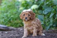 Iylla, a female Cavapoo for sale in Sugarcreek, OH – 5 of 7