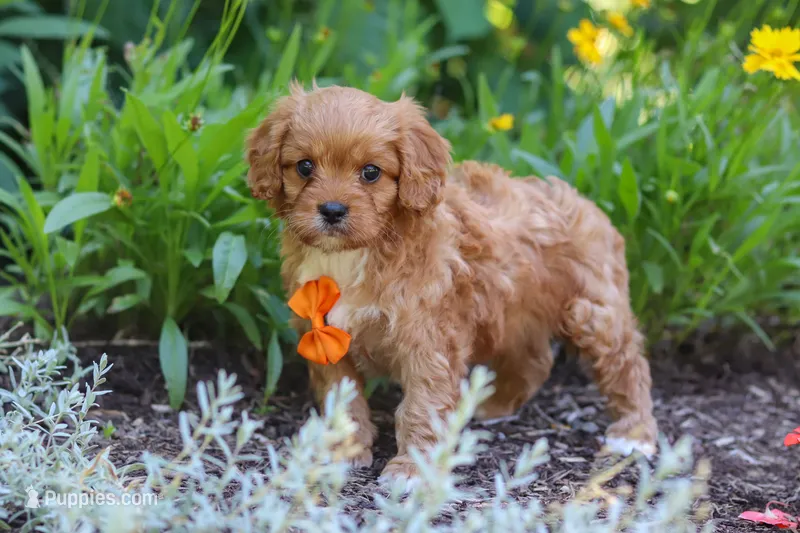 Brett – Cavapoo puppy for sale in Sugarcreek, OH