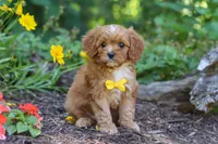 Zack, a male Cavapoo for sale in Sugarcreek, OH – 2 of 8