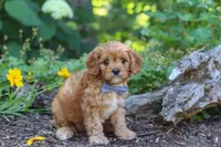 Max, a male Cavapoo for sale in Sugarcreek, OH – 5 of 7