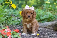 Layla, a female Cavapoo for sale in Sugarcreek, OH – 2 of 6