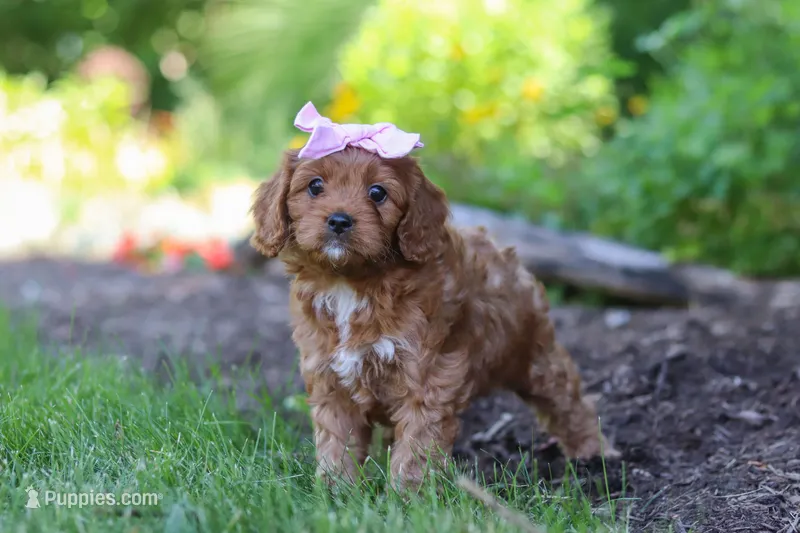 Abby – Cavapoo puppy for sale in Sugarcreek, OH
