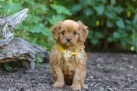 Emmie, a female Cavapoo for sale in Sugarcreek, OH – 1 of 8