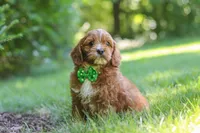 Adin, a male Cavapoo for sale in Sugarcreek, OH – 5 of 7