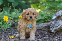 Nick, a male Cavapoo for sale in Sugarcreek, OH – 3 of 7