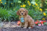 Asher, a male Cavapoo for sale in Sugarcreek, OH – 2 of 7