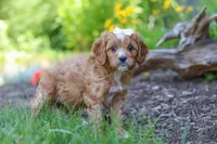 Princess, a female Cavapoo for sale in Sugarcreek, OH – 6 of 7