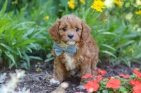Seth, a male Cavapoo for sale in Sugarcreek, OH – 4 of 6