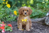 Zack, a male Cavapoo for sale in Sugarcreek, OH – 3 of 8