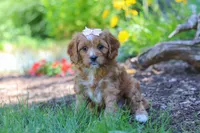 Princess, a female Cavapoo for sale in Sugarcreek, OH – 3 of 7