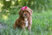 Zelda, a female Cavapoo for sale in Sugarcreek, OH – 4 of 8
