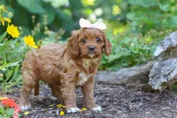 Layla, a female Cavapoo for sale in Sugarcreek, OH – 4 of 6