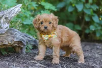 Emmie, a female Cavapoo for sale in Sugarcreek, OH – 7 of 8