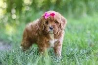 Zelda, a female Cavapoo for sale in Sugarcreek, OH – 7 of 8