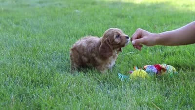 Asher, a male Cavapoo for sale in Sugarcreek, OH – 7 of 7