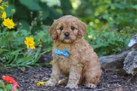 Nick, a male Cavapoo for sale in Sugarcreek, OH – 4 of 7