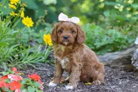 Layla, a female Cavapoo for sale in Sugarcreek, OH – 5 of 6