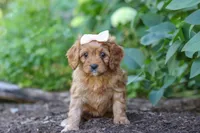 Iylla, a female Cavapoo for sale in Sugarcreek, OH – 1 of 7
