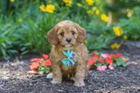 Asher, a male Cavapoo for sale in Sugarcreek, OH – 3 of 7