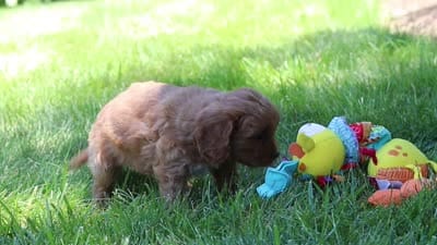 Jana, a female Cavapoo for sale in Sugarcreek, OH – 7 of 7