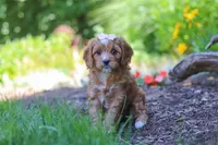 Princess, a female Cavapoo for sale in Sugarcreek, OH – 2 of 7