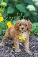 Zack, a male Cavapoo for sale in Sugarcreek, OH – 6 of 8