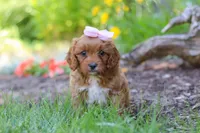 Jana, a female Cavapoo for sale in Sugarcreek, OH – 1 of 7